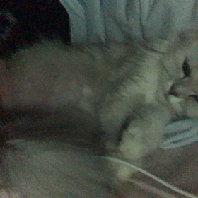 マリーちゃんの画像