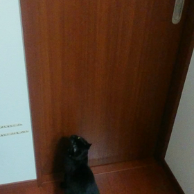 猫ビョーンビョーンの画像