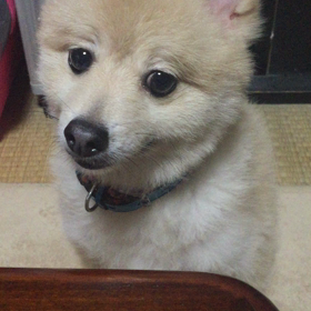 桃たん唯一の特技だワンの画像