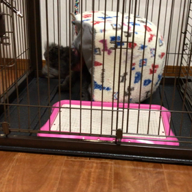 カタツムリななの画像