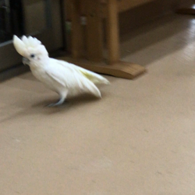 ソロモンの画像