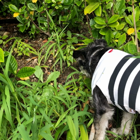 サラダvsワンコの画像