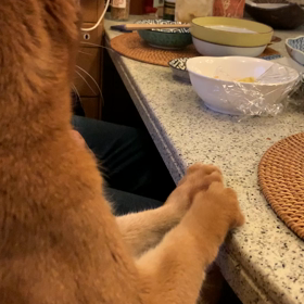 お爺さん猫ティガよろしくお願いしますの画像