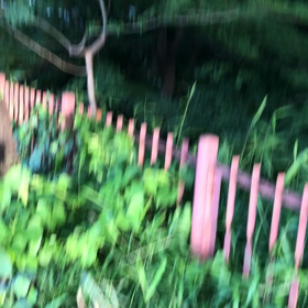 テフテフくん／動画の画像