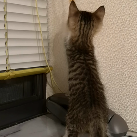 #ちょんちょんの画像