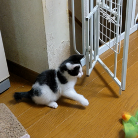 子猫の里親募集〜難航中の画像