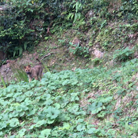 Day47:呼び戻し訓練不要！？の画像