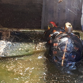 南西の風の画像