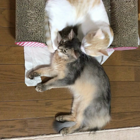 いつもの仲良し風景の画像