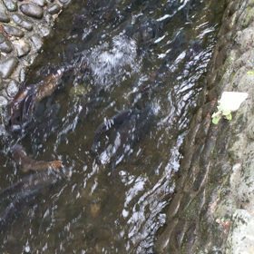 鯉登り！昇り！凄いの画像