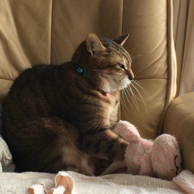 モミモミの画像