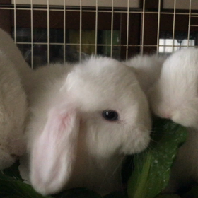 なぜか？の画像