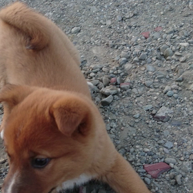 なんでだろ？？いいねが押せない(T-T)の画像