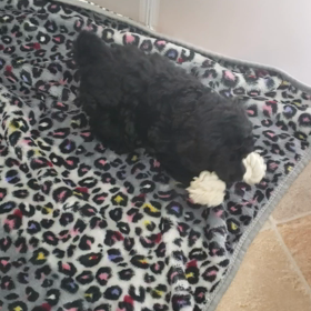 レイラbabyの画像