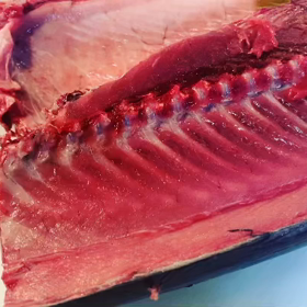 ヒッサゲヨコワの画像