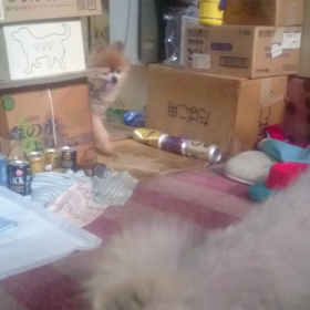 ｻﾌﾞﾛｳとﾅﾂｵの居る風景 その3の画像