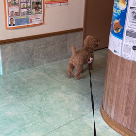 サリーのだーいすき❣️の画像