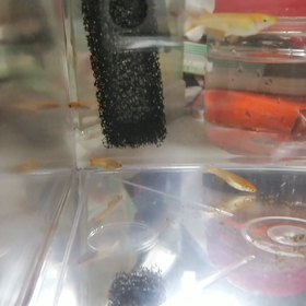 癒やしのメダカの画像