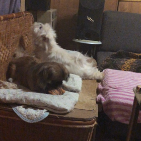 今朝の我が家の画像