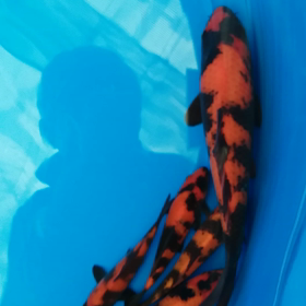 うしぞうの画像