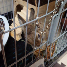 享年1分くらい？Σ(º ﾛ º๑)の画像