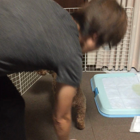 モカさんの初クリッカートレーニングの画像