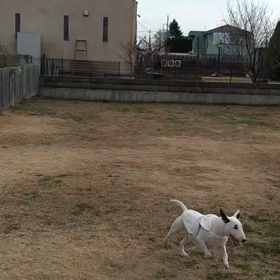 ぷうぷうおじちゃん＆こゆねいちゃんの画像