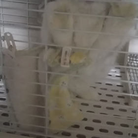 あさごはんの画像