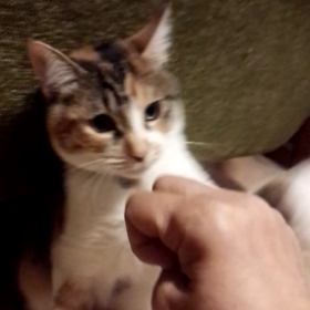 ねこぱんち??の画像