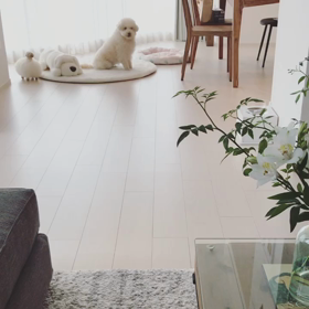 ▶犬猫ズ動画。仲いいんだか悪いんだか。の画像