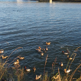 かもーんの画像