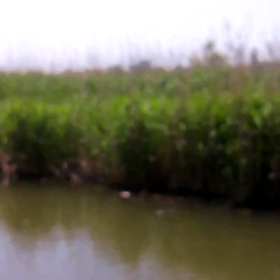 忍び寄る黒い影が！(movie)の画像