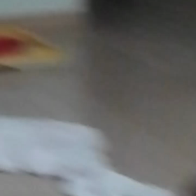 今日のショコラの画像