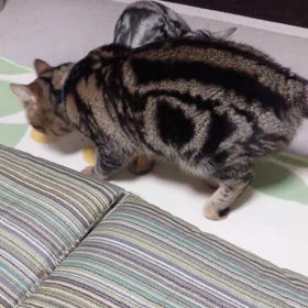 朝の挨拶だよ～♪よろしくね！の画像