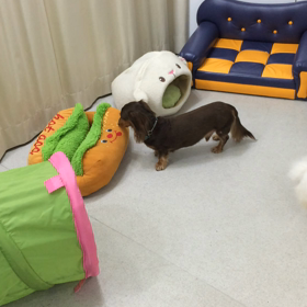 ♪プレイルーム動画♪の画像