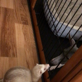 今日のシナモンとハウル  ニアミス！！③の画像