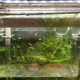 スクスクと育て欲しいです・・・の画像