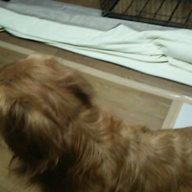 今日のスー&マイケルの画像