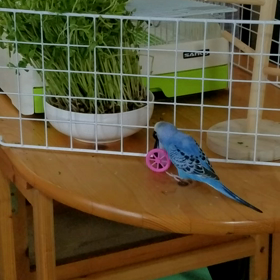 戦い？(ペコちゃん、満4ヶ月)の画像