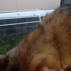 #猫ちゃんの画像