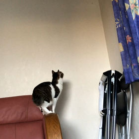 保育園からの電話に焦る！今朝のデール動画。の画像