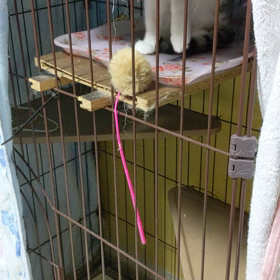 飼い主さんから預けられた子猫の日々の画像