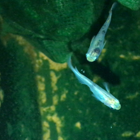 そろそろまた選別します（＾ω＾）の画像