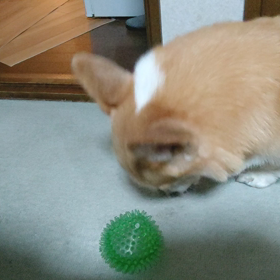 今日の1動画。の画像