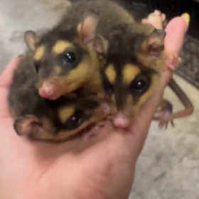 ヨツメオポッサムの画像