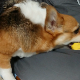 そこで遊ぶかっ！！の画像