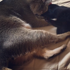 ぶつかり稽古の画像