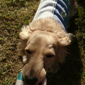 豚～ブタ～!犬(ー。ー#)の画像