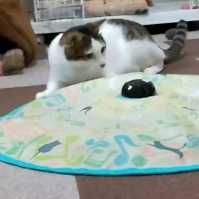 お気に入りのオモチャ！の画像