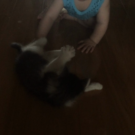 赤ちゃんと子猫ムービーの画像